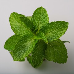 Green Mint Leaves on a white background