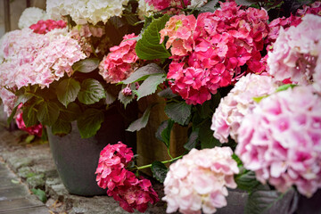 Blooming pink hydrangea in garden pots	