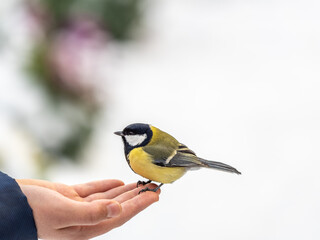 A tit sits on a man's hand and eats seeds.