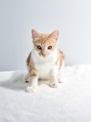 Marbled or Blotched Orange Cream Tabby Household Cat
