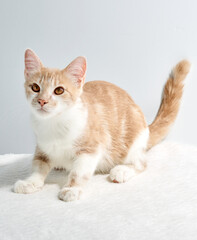 Marbled or Blotched Orange Cream Tabby Household Cat