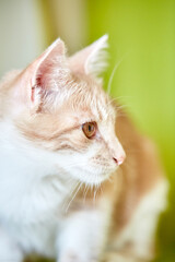 Marbled or Blotched Orange Cream Tabby Household Cat