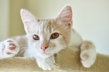 Marbled or Blotched Orange Cream Tabby Household Cat