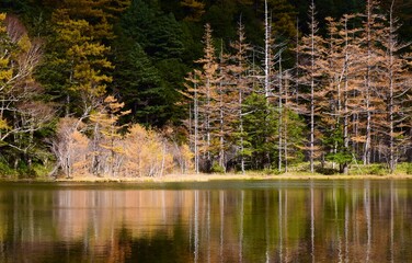紅葉の上高地・明神池