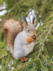The squirrel with nut sits on tree in the winter or late autumn