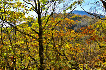 紅葉の丹沢山地　秋色の森に蛭ヶ岳
