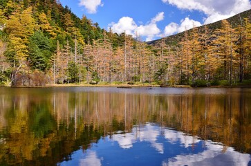 Fototapeta premium 紅葉の上高地・明神池