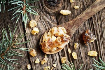Fototapeta premium Frankincense resin on a spoon with spruce branches, top view. Ingredient for essential oil.