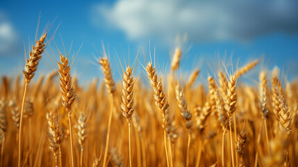 Fototapeta premium field of yellow wheat, blue sky, flag of Ukraine, banner copy space. Day of the National Flag, Day of Unity, Constitution, Ukrainian Statehood, Independence, Defenders Defendresses, Armed Forces