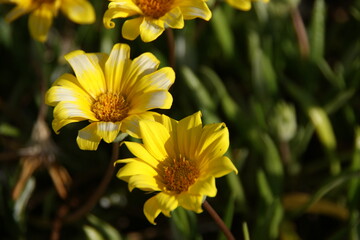 Yellow Blooming Sea Dahlia of Southern California 