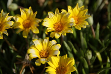Yellow Blooming Sea Dahlia of Southern California 