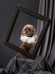 Poodle dog framed in elegance, Artistic studio composition. A brown Poodle adorned with a white...