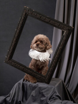 Poodle dog framed in elegance, Artistic studio composition. A brown Poodle adorned with a white ruffle collar is artfully posed within an ornate frame, set against a draped studio backdrop