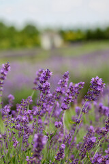 Obraz premium field of lavender