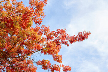 Bright Fall Leaves Against a Blue Sky