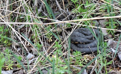 black grass snake coiled up