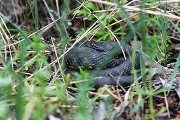 black viper in the grass