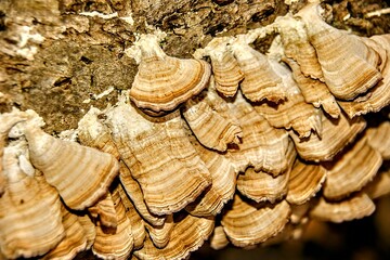 Turkey Tail Wild Mushrooms Growing on a Log in the Forest in Autumn