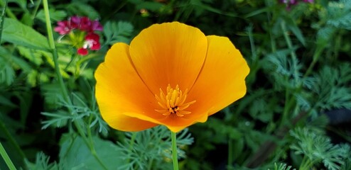 Fototapeta premium Perfect California Golden Poppy