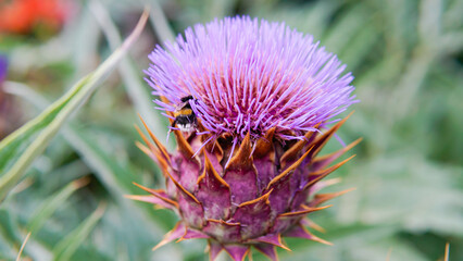 decorative composition copy cardun lay violet daylight order dry blossom cynara space flat