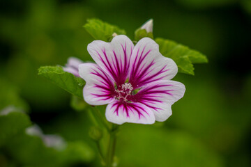 Obraz premium pink flower