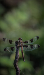 dragonfly on a branch