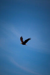 eagle in the sky