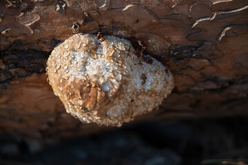 mushroom on a tree