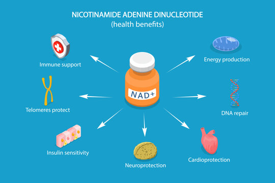 3D Isometric Flat Vector Illustration of Health Benefits Of NAD plus, Anti-Aging Therapy
