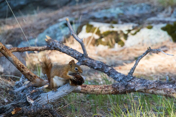 Red squirrel on a tree limb
