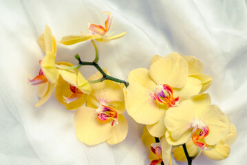 Obraz premium The branch of yellow orchids on white fabric background 