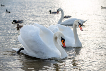 Swans swim in the lake  © licvin