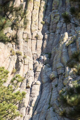 Columns at Devils Tower National Monument, Wyoming