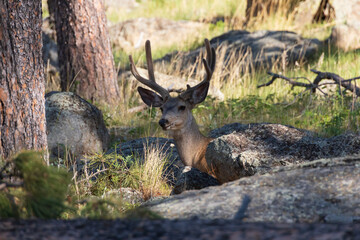 Buck resting in the shaded forest