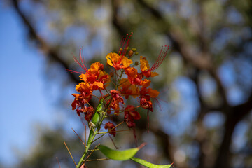 red and yellow flower and lizard