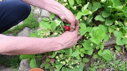 man collects the first and only ripened strawberries of the new harvest of the season, the most delicious berry
