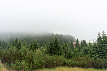 Foggy forest landscape. Concept of misty morning, nature scenery, and peaceful environment. High quality photo