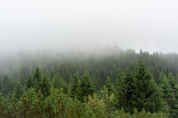 Foggy forest landscape with distant house. Concept of misty morning, nature scenery, and peaceful...