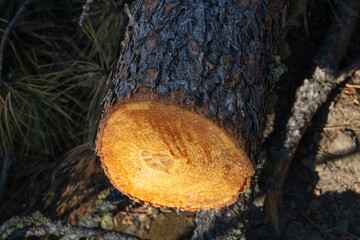 Cross section of a tree stump with rings and sap