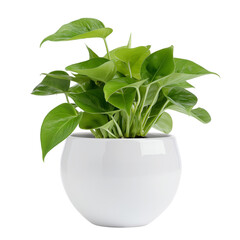 Pothos in white pot isolated on transparent background	