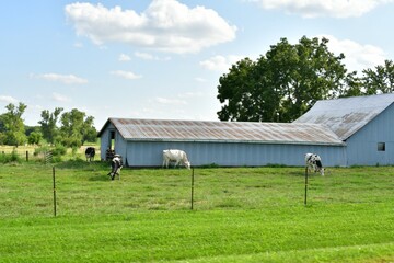 Cows by a Metal Barn in a Farm Field