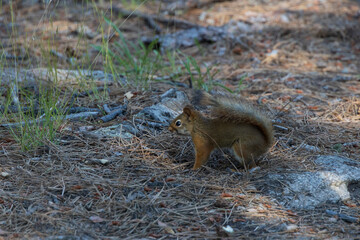 Red squirrel on the ground