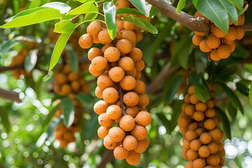 Longan fruits in the tree