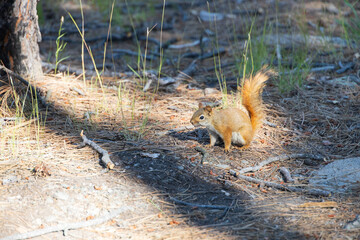 Red squirrel on the ground