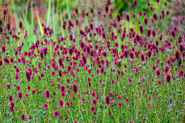 Großer Wiesenknopf (Sanguisorba officinalis)
