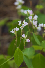 Dogbane, small pink flowering plant