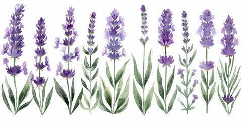 Illustration of multiple lavender flowers with green leaves against a white background