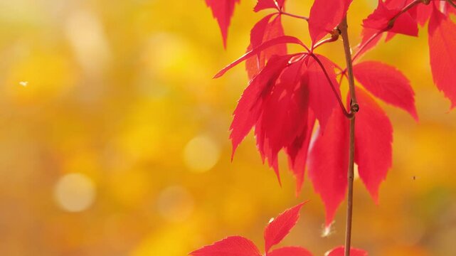 Red fall leaves against bright beautiful blurred golden autumn yellow background. Slow motion.