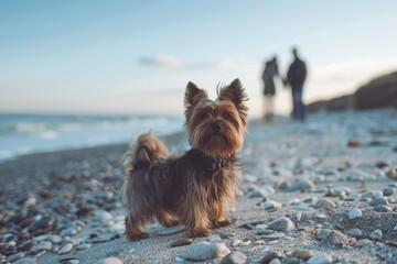 Yorkshire Terrier with a couple on the beach, daily light