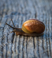 Side view of a snail on wood